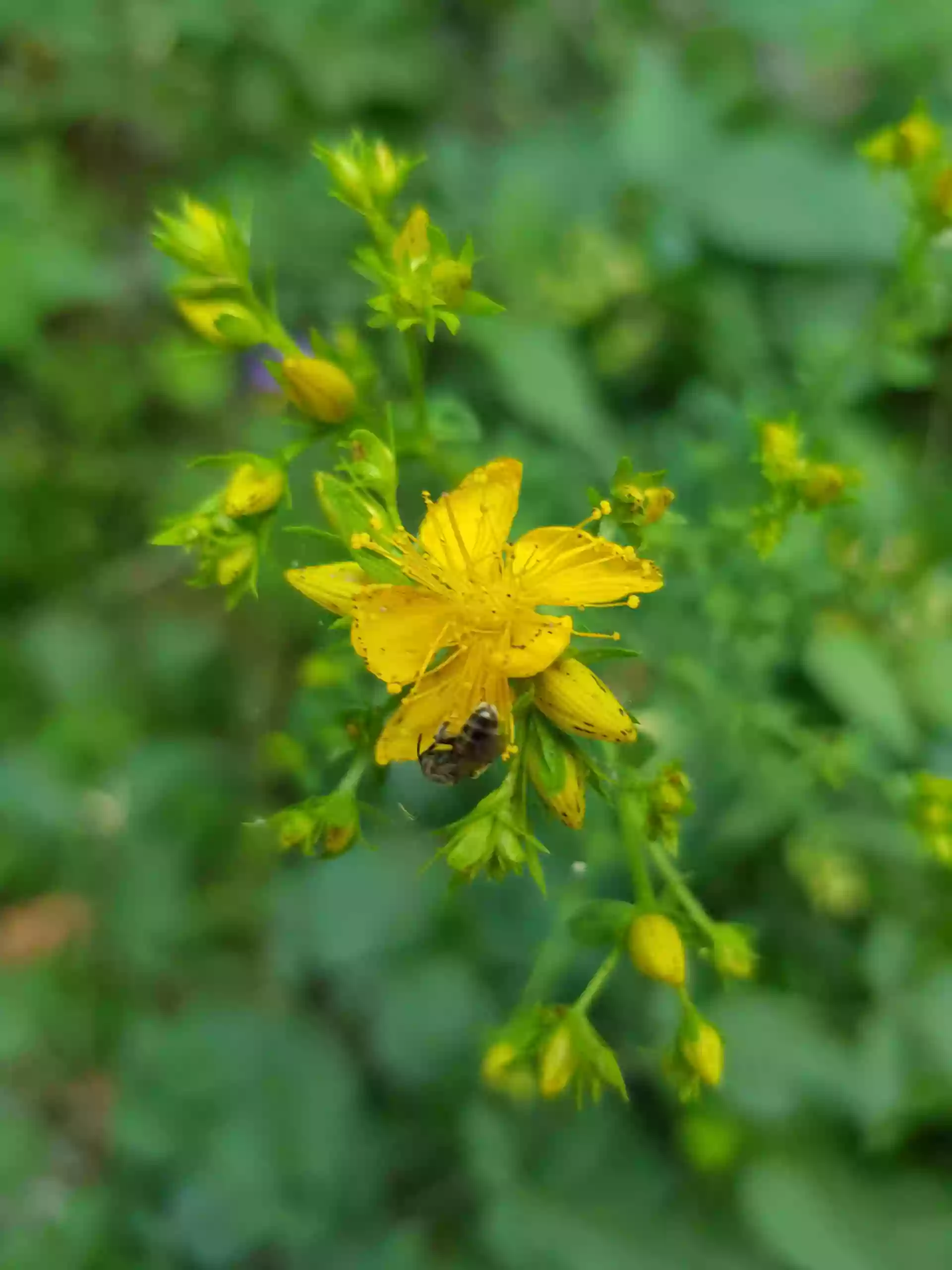 MILLE ET UNE PLANTES Jeanne-Marie PASCAL