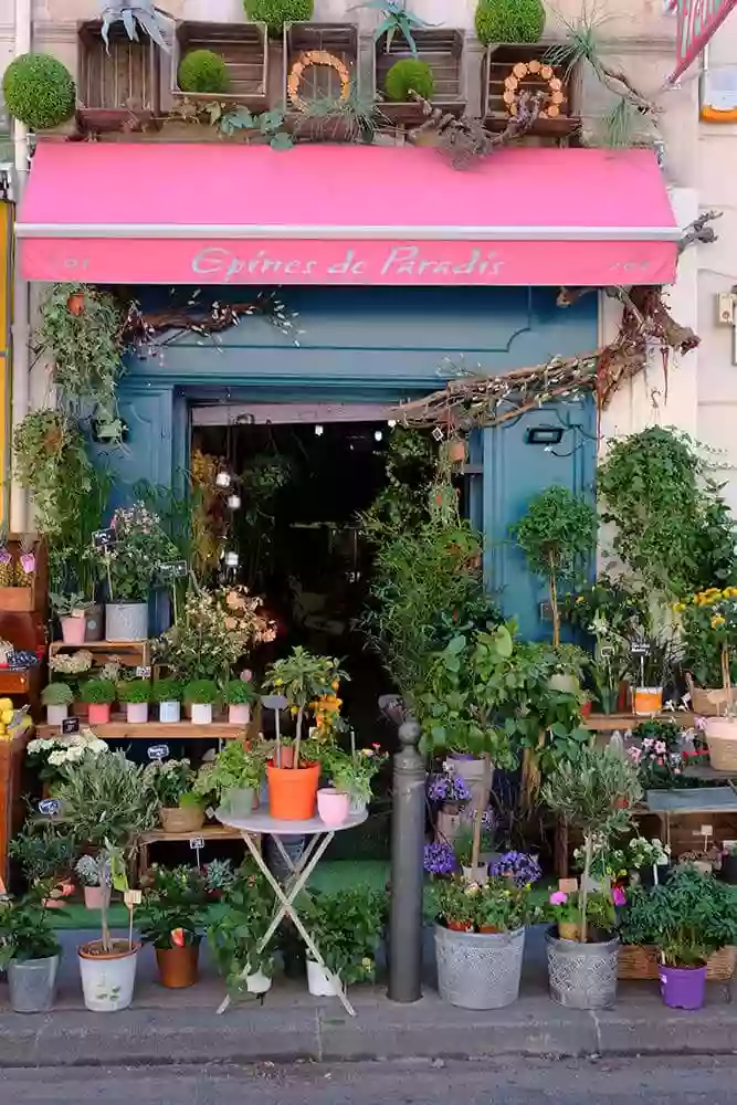 Épines De Paradis - Fleuriste Marseille